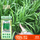 北蔬 韭菜種子苗小葉一年四季南北方家庭陽(yáng)臺菜籽 小細葉韭菜種子10g
