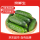 京鮮生 山東瑪莎小黃瓜凈重1.8斤單果50g+ 新鮮蔬菜 源頭直發(fā)
