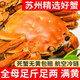 【活蟹】龍行大閘蟹現貨鮮活螃蟹去繩足重特大公母河蟹海鮮禮盒裝 全母蟹3.0-3.3兩 8只
