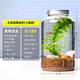 微景觀(guān)生態(tài)瓶生態(tài)瓶觀(guān)賞小魚(yú)diy微景觀(guān)免換水造景材料活動(dòng)禮物 水星瓶黃金砂（小魚(yú)款）