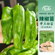 壽禾小辣椒苗蔬菜秧苗四季盆栽陽(yáng)臺種菜壽光冬春季蔬菜大苗 薄皮辣椒苗6棵