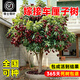 靜黛軒車(chē)厘子樹(shù)苗正宗帶土球北方種植四川櫻桃樹(shù)苗矮化特大嫁接果樹(shù)庭院 精品黑珍珠【2公分粗/高80-100厘米】