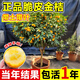 呆果丁脆皮金桔帶果發(fā)貨盆栽樹(shù)苗四季果樹(shù)可食用橘子苗脆皮金橘室內常綠 純甜脆皮金桔4年苗（馬上結果 適合新手種植）