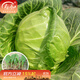壽禾 包菜綠甘藍種子包頭菜圓白菜秋冬季播種壽光大頭菜四季菜籽 綠甘藍苗 6棵
