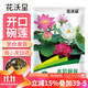花沃里水培碗蓮種子30粒/包不含盆 花卉種子荷花盆家庭庭院陽(yáng)臺碗蓮盆栽