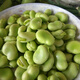 壽禾 大蠶豆種子種籽蘭花豆北斗七星四季架豆秋冬季蔬菜籽 北斗七星蠶豆種子500g裝
