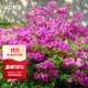 虹越（HONGYUE）安酷杜鵑花大苗多季開(kāi)花 庭院造景花園多年生易養護常綠花卉植物 【中大苗】”紫水晶“ 3加侖