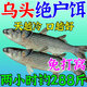 魚(yú)誘烏頭魚(yú)餌料釣新鯔魚(yú)烏頭梭魚(yú)專(zhuān)用臭肚王海淡水黑坑野釣通殺誘食劑 一袋裝 腥香型【烏頭魚(yú)鯔魚(yú)專(zhuān)用面餌】