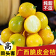 味小仙廣西桂林脆皮金桔 滑皮小金桔陽(yáng)朔特產(chǎn)黃青皮甜金橘新鮮水果 5斤（大果）【1斤25顆左右】