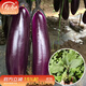 壽禾壽光茄子苗大全種苗山東優(yōu)質(zhì)蔬菜苗秋冬季秧苗種苗 紫紅皮1619茄子苗 6棵
