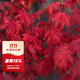 虹越（HONGYUE）進(jìn)口紅楓樹(shù)苗大苗盆栽苗 庭院經(jīng)典季節變色植物 【國產(chǎn)】阿里阿德/仙女（1加侖）