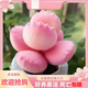MPPMCK熊掌多肉植物熊童子【錦】網(wǎng)紅新款迷你小多肉陽(yáng)臺桌面小盆栽室內 變色粉熊4-5葉  后期純粉 不含盆