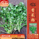 壽禾 農家小葉香菜種子老品種四季芫荽蔬萊籽種籽陽(yáng)臺盆栽秋冬季菜籽 濰豐小葉香菜種子60g約4800粒