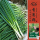 壽禾小香蔥種子種苗四季家庭種植蔬菜種籽 濰育玉條農家蔥種子2000粒