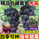呆果丁巨峰葡萄樹(shù)苗南北方種植庭院爬藤耐寒特大號盆栽嫁接果苗當年結果 20年苗1棵裝（結果吃不完）送肥料