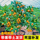呆果丁脆皮金桔帶果發(fā)貨盆栽樹(shù)苗四季果樹(shù)可食用橘子苗脆皮金橘室內常綠 脆皮金桔2年苗（適合大量種植）