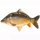 四川裸鯉魚(yú)魚(yú)苗無(wú)甲無(wú)鱗養殖食用淡水魚(yú)紅鯉魚(yú)黑鯉魚(yú)苗鏡鯉大裸斑 12-14厘米裸鯉魚(yú) 20條送10%