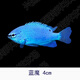 興國海（Singoseafarm）藍魔 活體海水魚 新手海缸闖缸魚 全藍小魚3~4cm快遞包活興國海 藍魔4cm