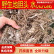 地膽頭新鮮老根廣西干貨羊耳草根地斬頭正宗矮腳紅花地膽草根煲湯 廣西純野生水洗無(wú)泥貨508g【拒絕熏硫】