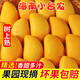 夢(mèng)茜兒海南小臺芒 新鮮小臺芒當季特產(chǎn)水果小臺農芒果現摘現發(fā) 3斤【小果50-70g】彩箱 【新鮮現摘 產(chǎn)地直發(fā)】