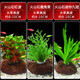 寵小俠水草植物魚(yú)缸真草造景生態(tài)全套擺件養魚(yú)增氧鋪底陰性水培凈化綠植 紅波+鹿角茸+迷你九冠【經(jīng)典搭配】