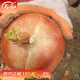 壽禾 紫紅皮洋蔥種子圓蔥早熟四季播秋冬季蔬菜蔥壽光蔬菜種孑菜籽 璐通金球黃皮洋蔥種子10g原裝
