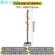 熙泊卡廣東佛山黑胡桃木復古立式衣帽架實(shí)木落地掛衣架玄關(guān)客廳臥室角落 大理石底座 | 進(jìn)口黑胡桃木