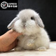 夢(mèng)茜兒（MEXEMINA）兔子活物侏儒兔鳳眼小型茶杯兔長(cháng)不大不咬人寵物荷蘭垂耳兔子活體 霜白垂耳兔【雙血統】