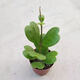 孫凱心葉球蘭開(kāi)花多肉植物室內桌面辦公室爬藤綠植花卉盆栽 心葉球蘭6-8片葉子原盆