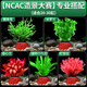勝畫(huà)魚(yú)缸水草植物直接入缸真水草凈化竹節草蜈蚣草懶人養魚(yú)水草造景 【NCAC賽級套餐】專(zhuān)業(yè)搭配適合20-30缸