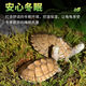 LZJV烏龜冬眠苔蘚爬寵墊材蜘蛛蝸牛牛蛙過(guò)冬保暖保濕巴西小龜龜寵物龜 1斤干苔蘚【6只小龜用量】