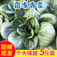 喬誠蘇北農家露天新鮮霜凍大青菜油菜上海青蘇州青時(shí)令蔬菜燙火鍋現摘 5斤