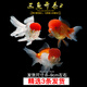 寵小俠精品金魚(yú)觀(guān)賞魚(yú)鴻運當頭金魚(yú)活體魚(yú)缸小魚(yú)冷水魚(yú)招財魚(yú)蘭壽丹頂紅 【招財三寶】紅頭+紅白+國獅8-9cm各1條