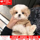 馬爾泰混血茶杯棕色幼犬泰迪長(cháng)不大可愛(ài)小型小狗活物寵物狗 田園級 混血馬爾泰犬 公母請備注