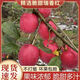 安綠源 陜西白水瑞香紅蘋(píng)果 12枚75mm 總重約3.00kg 新鮮采摘 產(chǎn)地直發(fā)  14-16枚小果