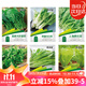 花沃里6款蔬菜種子種苗大全 白菜生菜香菜雞毛菜菠菜胡蘿卜陽(yáng)臺盆栽種籽