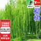 歐芽垂柳小苗 柳樹(shù)枝條 垂楊柳樹(shù)苗垂柳苗竹柳樹(shù)苗D7 4公分粗 10cm(含)-15cm(不含)