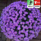 歐芽姬小菊盆栽花苗雛菊四季開(kāi)花菊花陽(yáng)臺庭院室外四季好養花卉綠植 姬小菊二盆裝（紫色140#原盆）