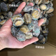 鮑魚(yú)新鮮冷凍大鮑魚(yú)小鮑魚(yú)海鮮水產(chǎn)冷凍貝類(lèi)冷凍大鮑魚(yú)全國包郵 活凍小鮑魚(yú)（10g左右一只） 十只