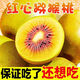 正宗四川紅心獼猴桃新鮮當季孕婦水果大果整箱包郵奇異果彌猴桃10 20粒裝 【中果實(shí)惠裝】