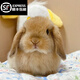 夢(mèng)茜兒（MEXEMINA）兔子活物侏儒兔鳳眼小型茶杯兔長(cháng)不大不咬人寵物荷蘭垂耳兔子活體 黃色垂耳兔【公母可選】