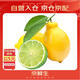 京鮮生 四川黃青檸檬 8粒 雙享裝 單果80g起 生鮮水果