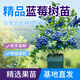 夏溪花木園藝藍莓樹(shù)大果樹(shù)苗南北方四季種植陽(yáng)臺水果庭院花園地栽樹(shù)苗盆栽