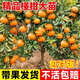 呆果丁碰柑苗嫁接碰柑苗柑橘樹(shù)苗嫁接柑桔苗蘆柑桔子樹(shù)苗蘆柑苗川果苗木 4年精選苗（當年結果）死苗包賠