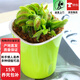 超大盆栽豬籠草食蟲(chóng)食人花卉水培植物茅膏菜綠植捕蟲(chóng)草D7 捕蠅草夾子約1.5cm(自吸盆) 含盆