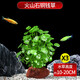 瘋狂水草魚(yú)缸水草植物水培植物魚(yú)缸造景裝飾火山石銅錢(qián)草*3 源頭直發(fā)包郵