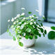 銅錢(qián)草水培植物辦公室桌面盆栽金錢(qián)草花卉室內水養綠植吸甲醛 白色一盆 不含盆