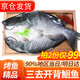 往牧叉尾鮰魚(yú) 免處理 青江魚(yú) 烤魚(yú)精品  腌制半成品 冷凍生鮮 江團魚(yú) 【特大】?jì)糁?.2-2.6斤