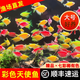 【順豐快速發(fā)貨】3-5CM彩色天使魚(yú) 群游觀(guān)賞魚(yú)淡水活體小型魚(yú)好養 七色(翡翠/藍/紅/黃/粉/綠/紫) 12條+2條備損(七色各2條)3-5CM大號