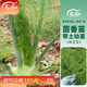 壽禾生菜苗青菜苗秧大全蔬菜苗種子種苗子秋冬季家庭種植盆栽山東壽光 球莖茴香苗10棵